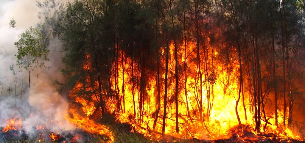 Australian Bushfires: Everything You Need to Know about Donations, Tax and Your Support Options
